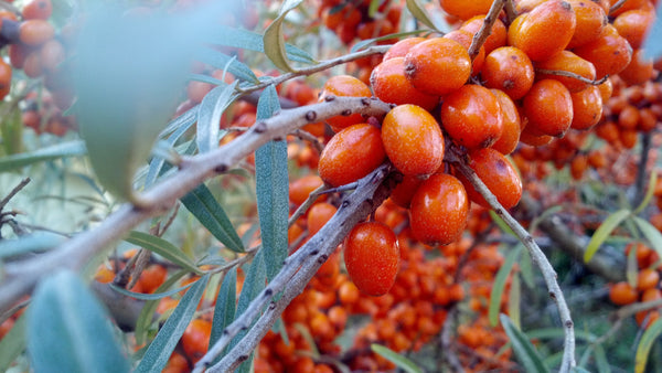 Sea Buckthorn Oil: The Orange Berry With Major Skin Benefits